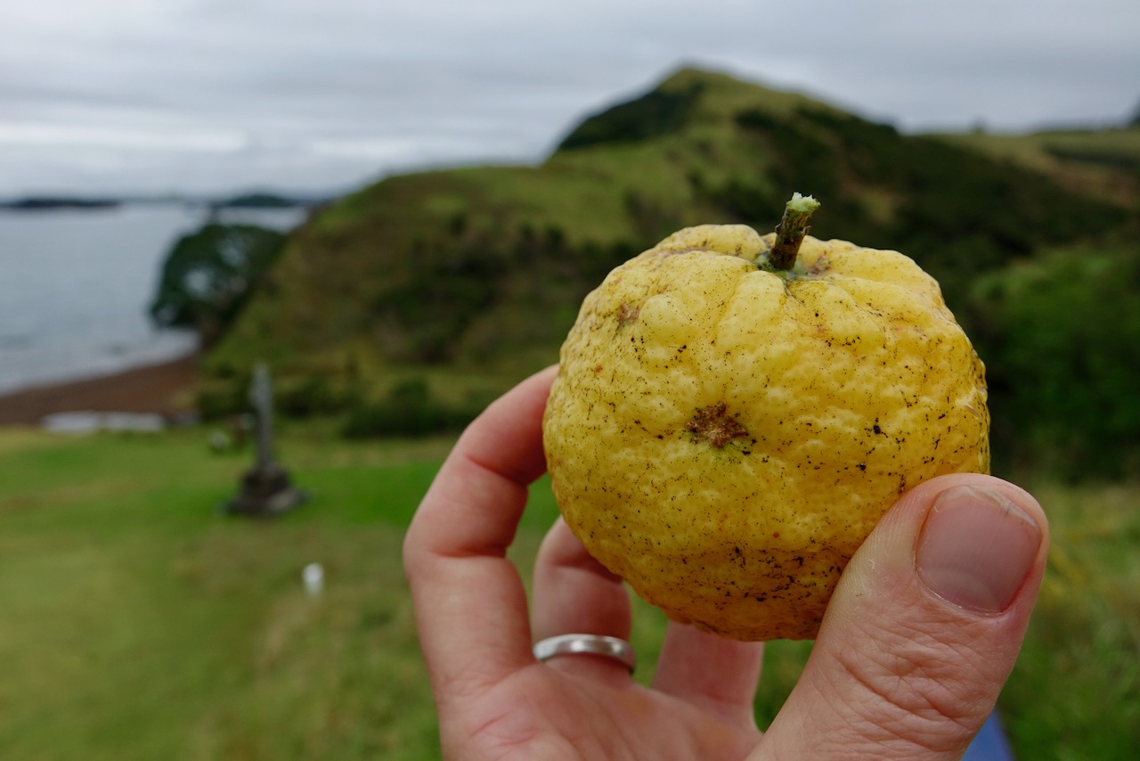 hand holding a lemon against background of green hills