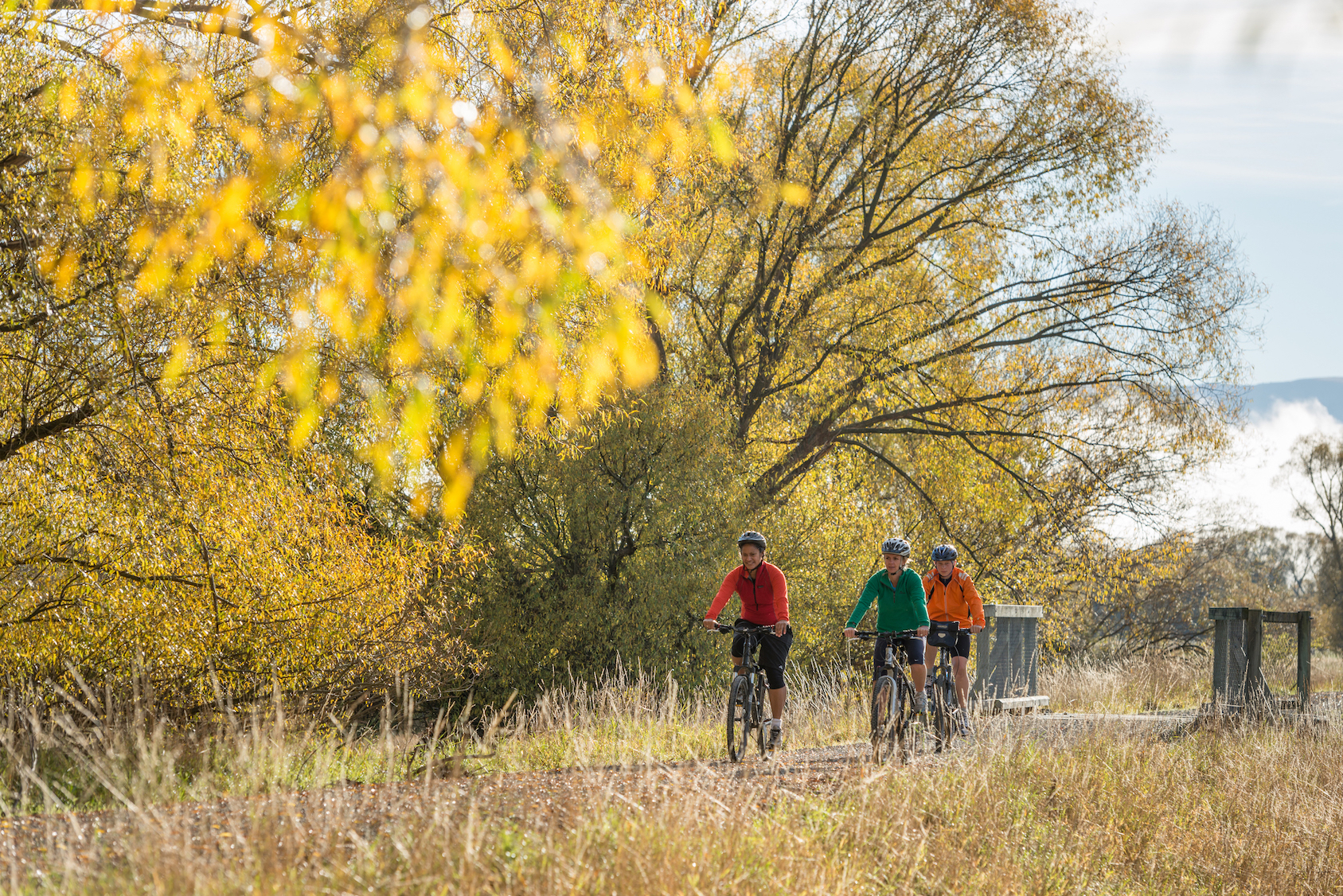 three cyclists cycle under yellow autumn trees 