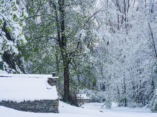 Large trees and small stone huts covered in snow. 